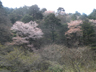 本谷林道沿いの目に留まる山桜